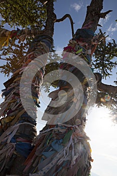 Shaman tree in Baikal lake