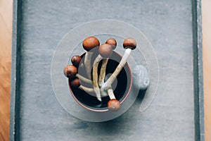 Shamanic Ritual with Entheogenic Mushrooms Cubensis