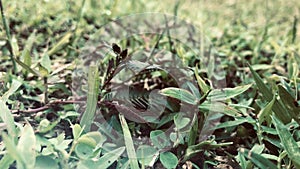 Shame plant or humble plant on grass