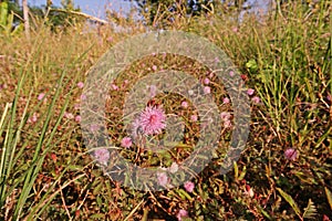 Shameplant, creeping annual or perennial herb of the pea family