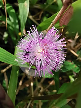 Shameplant at the garden