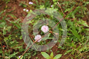 Shameplant in Laos