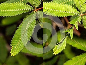 Shameplant Leaf Before left half and After right half Touching