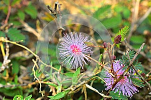 Shameplant, Mimosa pudica, is a creeping plant