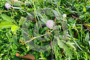 Shameplant or mimosa pudica growing between grass