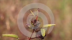 Shameplant or Mimosa pudica plant closeup view with flowers and leaves on nature background