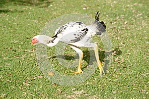 Shamo chicken in a meado photo