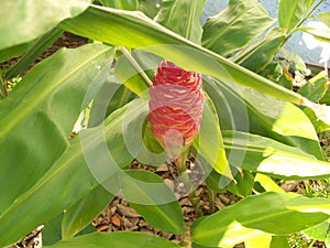 This is a shampoo ginger flower