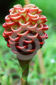 Shampoo Ginger Flower