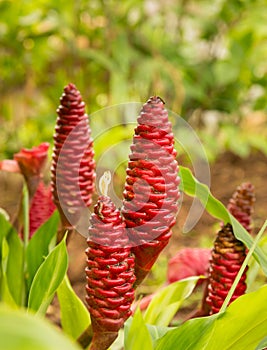 Shampoo Ginger plant growing in plantation in Kauai