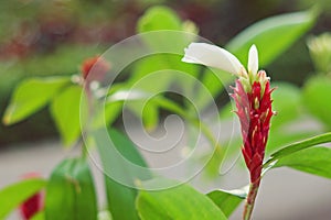 Shampoo ginger, Wild ginger ZINGIBERACEAE Zingiber zerumbet