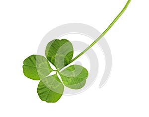 Shamrock photo