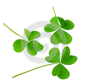 Shamrock photo