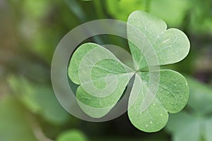 Shamrock