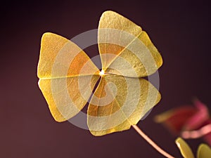 Shamrock closeup - clover