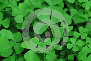 Shamrock in a field of four leaf clover expressing good luck