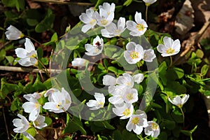 Shamrock flowers, or Oxalis griffithii, in a forest