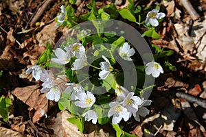 Shamrock flowers, or Oxalis griffithii, in a forest