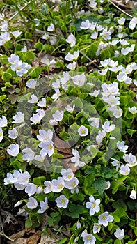 Shamrock flowers, or Oxalis griffithii, in a forest