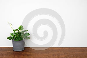 Shamrock house plant on a wood shelf against a white wall