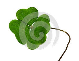 Shamrock leafs and stem isolated on white