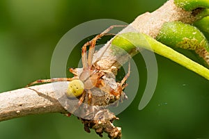 Shamrock Orbweaver - Araneus trifolium