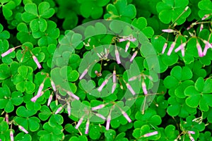 Shamrock-Oxalis corniculata