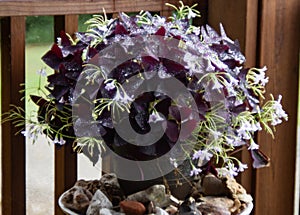 Shamrock plant, Oxalis, with delicate blooms and morning dew