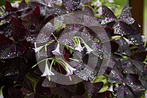 Shamrock plant, Oxalis, with delicate blooms and morning dew