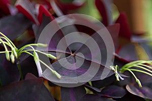 Shamrock plant, Oxalis, detail of leaves and spent flowers