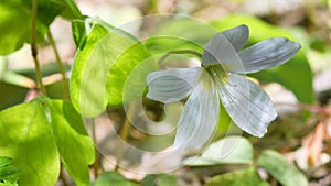 Shamrock; wood sorrel Oxalis acetosella