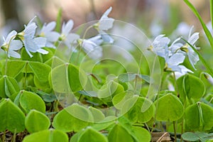 Shamrock; wood sorrel Oxalis acetosella