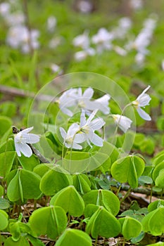 Shamrock; wood sorrel Oxalis acetosella