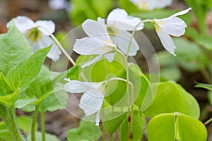 Shamrock; wood sorrel Oxalis acetosella