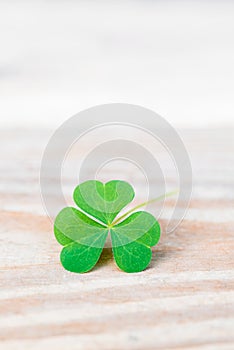 Shamrock on wooden table closeup with copy space
