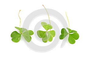 Shamrocks