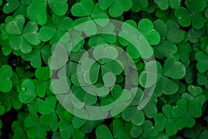 Shamrocks