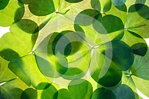 Shamrocks. Detailed background