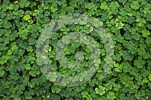 Shamrocks in the forest