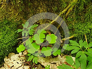Shamrocks in forest tree moss green