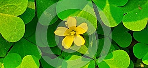 Shamrocks Plant Flower on Green Leaves Background