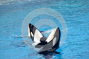 Shamu Show, SeaWorld, San diego, California