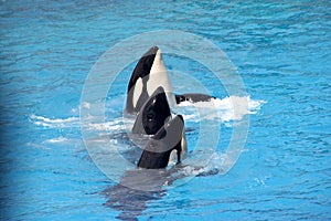 Shamu Show, SeaWorld, San diego, California