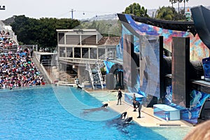 Shamu Show, SeaWorld, San diego, California