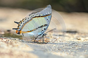The shan nawab polyuria butterfly photo