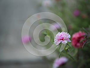 Shanghai flowers are blooming in late time.