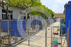 Shanghai stray dog rescue station