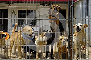 Shanghai stray dog rescue station