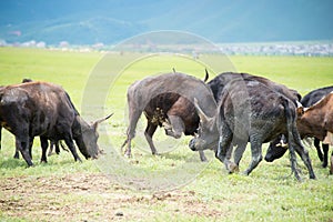 SHANGRILA, CHINA - Jul 31 2014: Cows at Napa Lake. a famous land