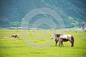 SHANGRILA, CHINA - Jul 31 2014: Horses at Napa Lake. a famous la